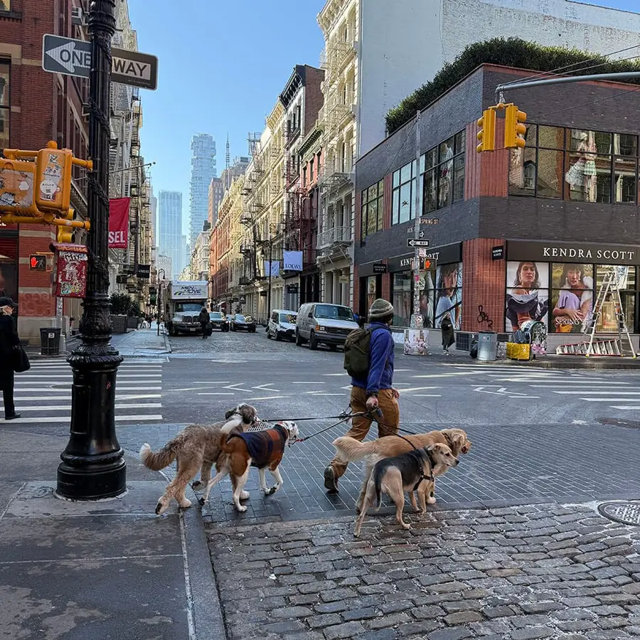 Someone walking five dogs across a city street corner