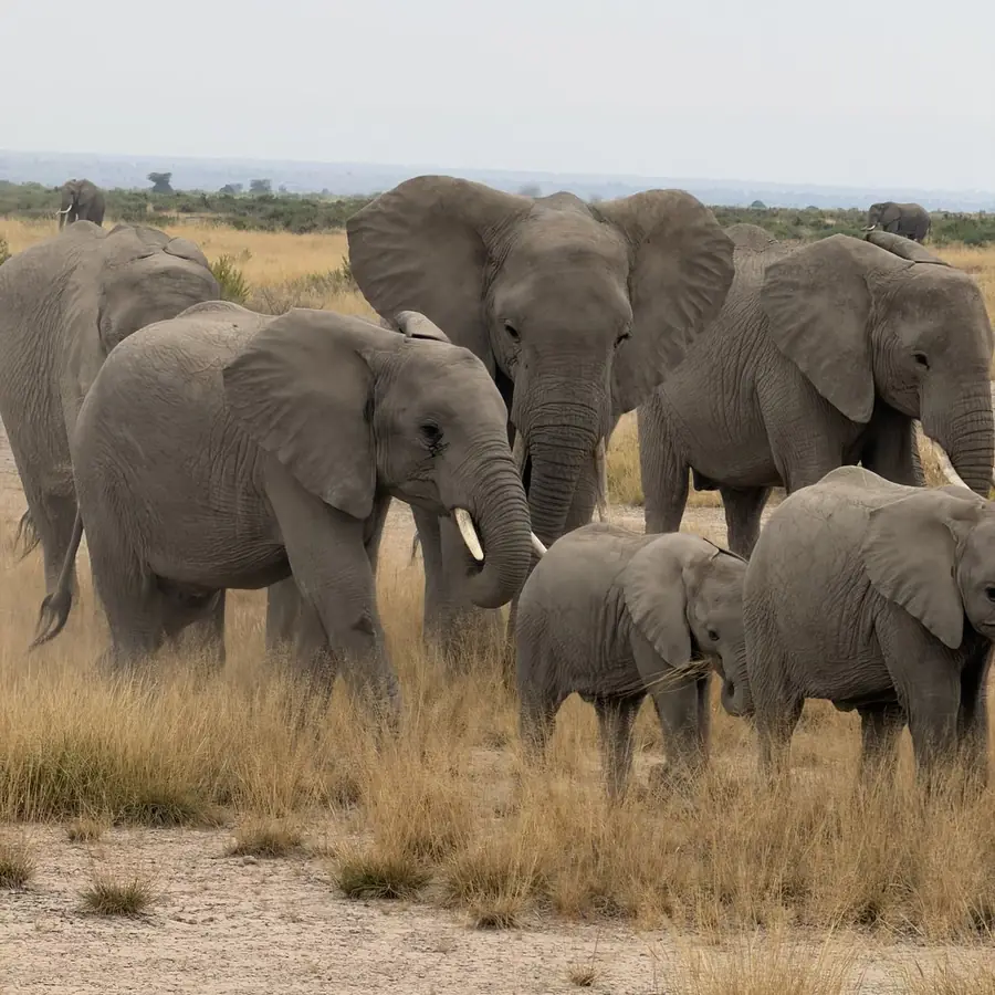 A herd of elephants with calves in dry savannah grass